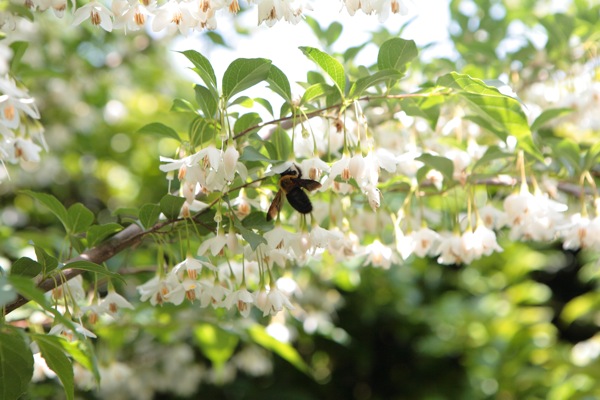 エゴの花の有毒さってどのくらい？_e0134713_2232325.jpg