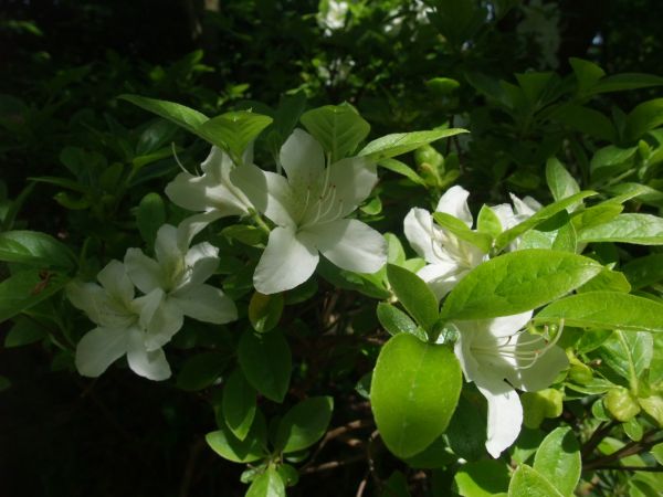 さつきのつつじ ドイツでお茶です