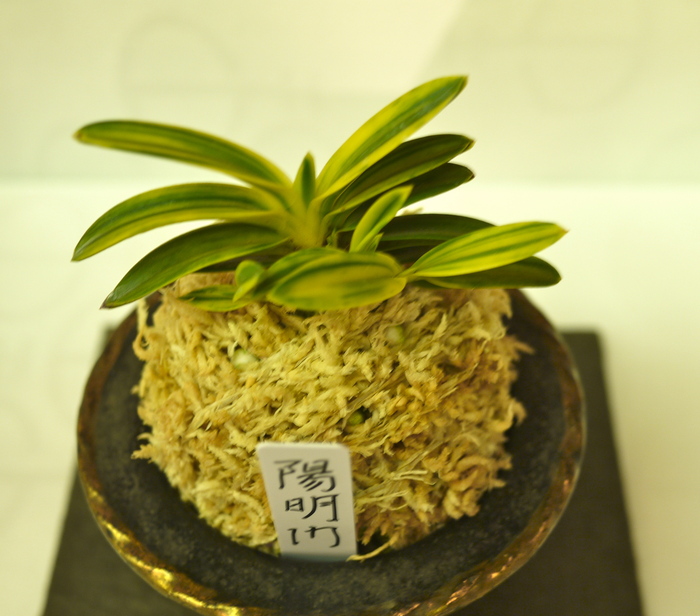 クオリティーの高い秀作 : □ サムライ オーキッド □ 富貴蘭 セレクト