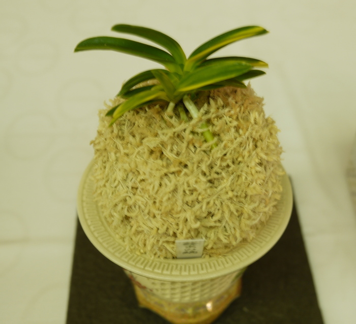 クオリティーの高い秀作 : □ サムライ オーキッド □ 富貴蘭 セレクト