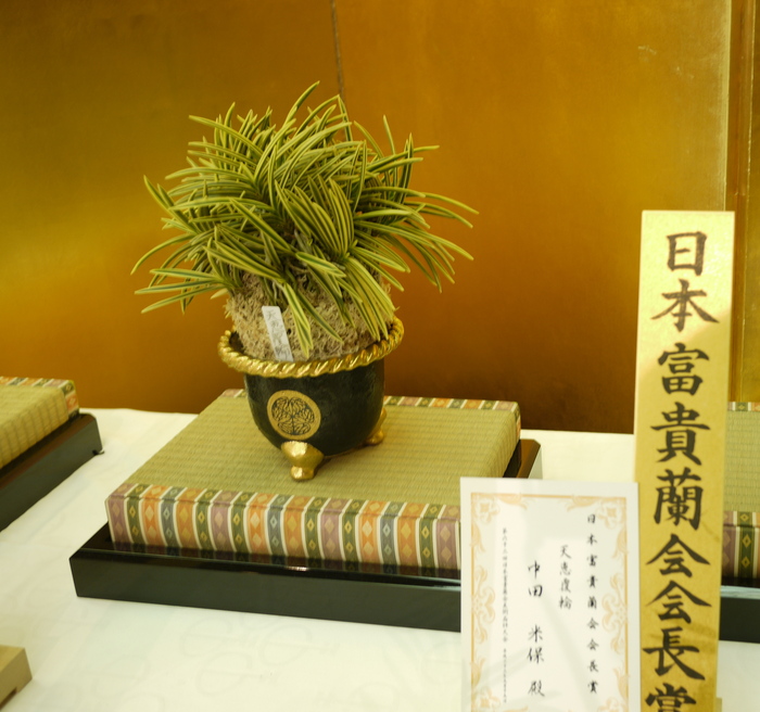 [暑さを吹っ飛ばせ金·黒祭り!]富貴蘭　ビックな大型金牡丹(3本立ち) ひな壇 受賞作 : □ サムライ オーキッド □ 富貴蘭 セレクト