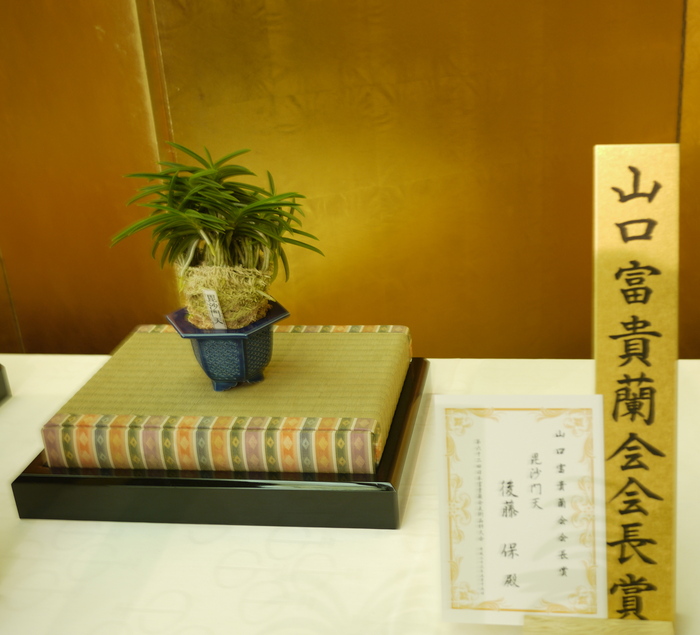 富貴蘭 【毘沙門天】5本