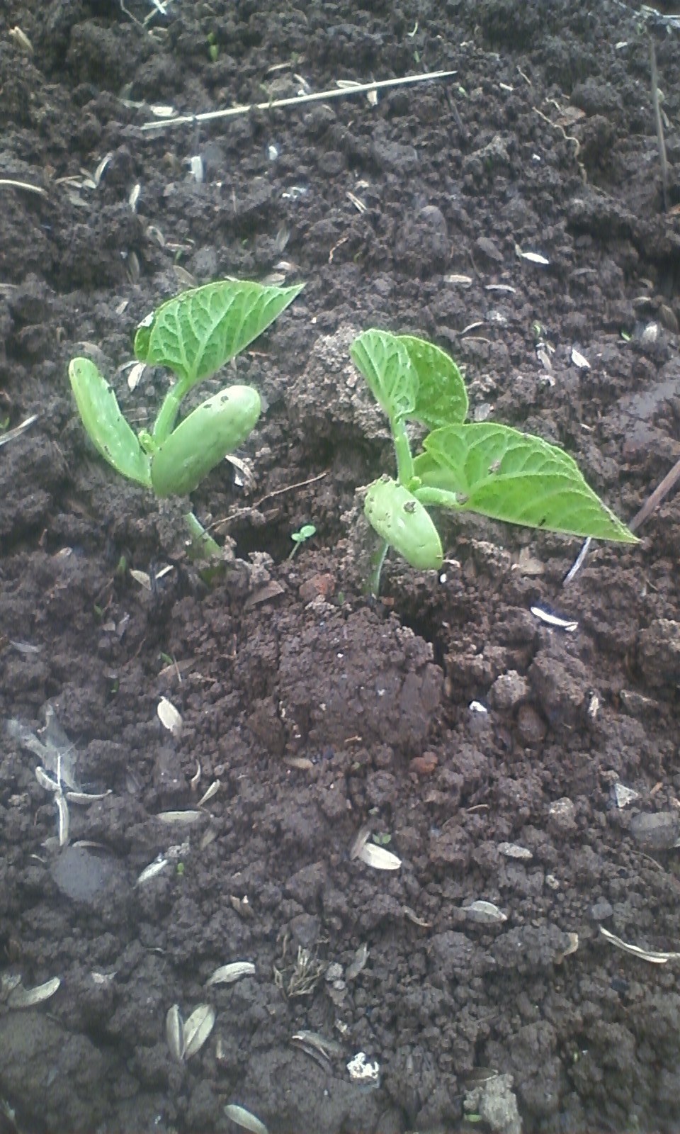 5 13 インゲン豆 発芽 野菜日誌旧明野村
