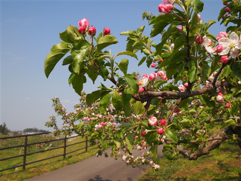 りんごの花:弘前市りんご公園*2011.05.16_b0147224_2125543.jpg