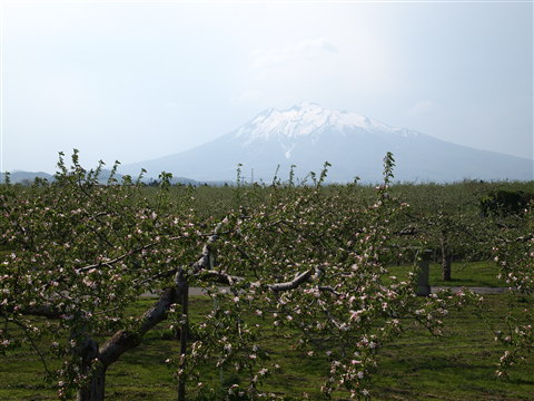 りんごの花:弘前市りんご公園*2011.05.16_b0147224_21262817.jpg