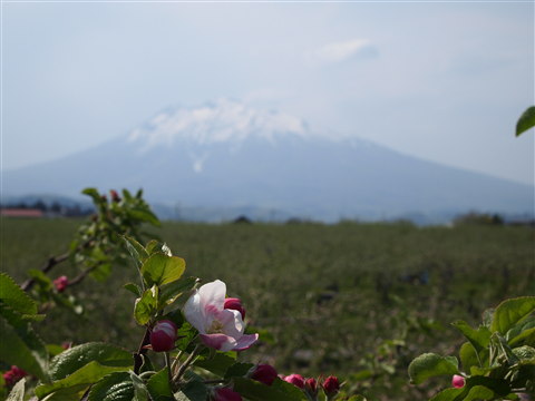 りんごの花:弘前市りんご公園*2011.05.16_b0147224_21264860.jpg