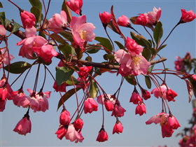 りんごの花:弘前市りんご公園*2011.05.16_b0147224_2129325.jpg