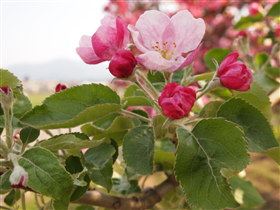 りんごの花:弘前市りんご公園*2011.05.16_b0147224_2129771.jpg
