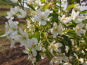 りんごの花:弘前市りんご公園*2011.05.16_b0147224_2130268.jpg