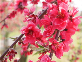 りんごの花:弘前市りんご公園*2011.05.16_b0147224_2132447.jpg