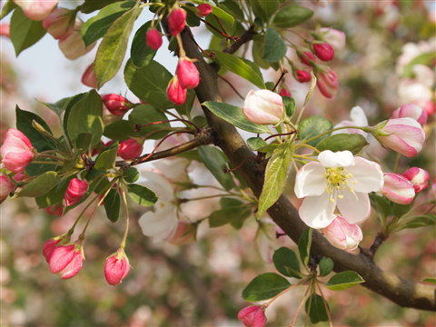 りんごの花:弘前市りんご公園*2011.05.16_b0147224_2133030.jpg