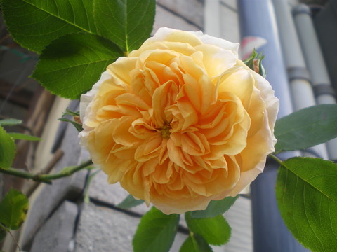 e0128024_11272883.jpg