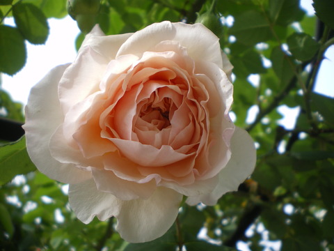 e0128024_11275058.jpg