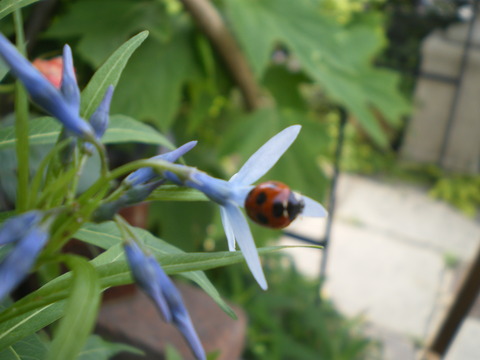 e0128024_11281329.jpg