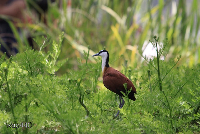 色トリドリ　～　掛川花鳥園_e0185525_1931539.jpg