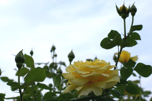 黄色でも種類いろいろ☆バラの花_a0122932_13313080.jpg