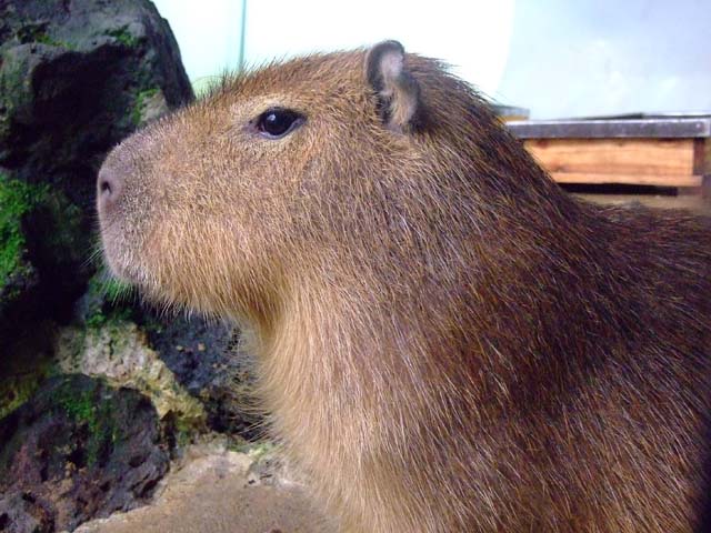 ももとまりもの平和な一日_a0179837_0501313.jpg