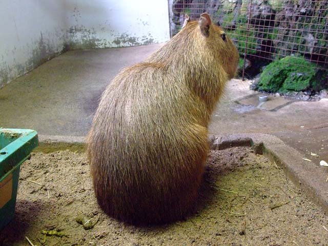 ももとまりもの平和な一日_a0179837_0532431.jpg