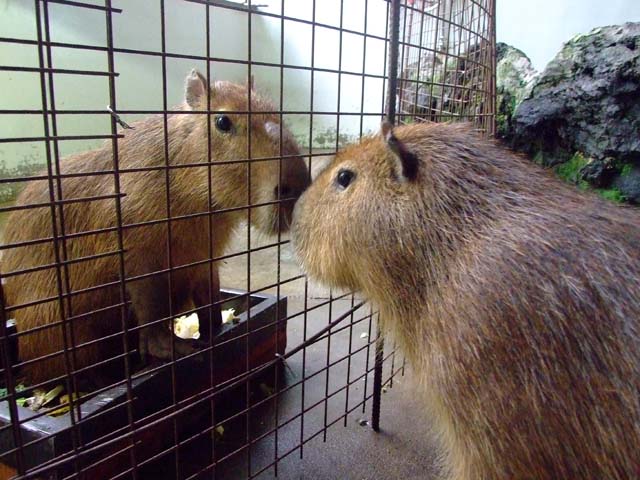 ももとまりもの平和な一日_a0179837_1555195.jpg