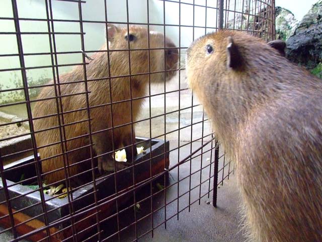 ももとまりもの平和な一日_a0179837_172253.jpg