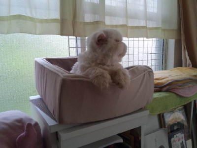 捨て猫チロル_d0152937_2271622.jpg
