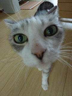 猫のお友だち マシャちゃん海くんメルモちゃん編。_a0143140_2148519.jpg