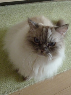 猫のお友だち マシャちゃん海くんメルモちゃん編。_a0143140_21534811.jpg