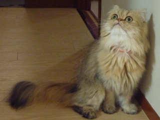 猫のお友だち マシャちゃん海くんメルモちゃん編。_a0143140_21555294.jpg
