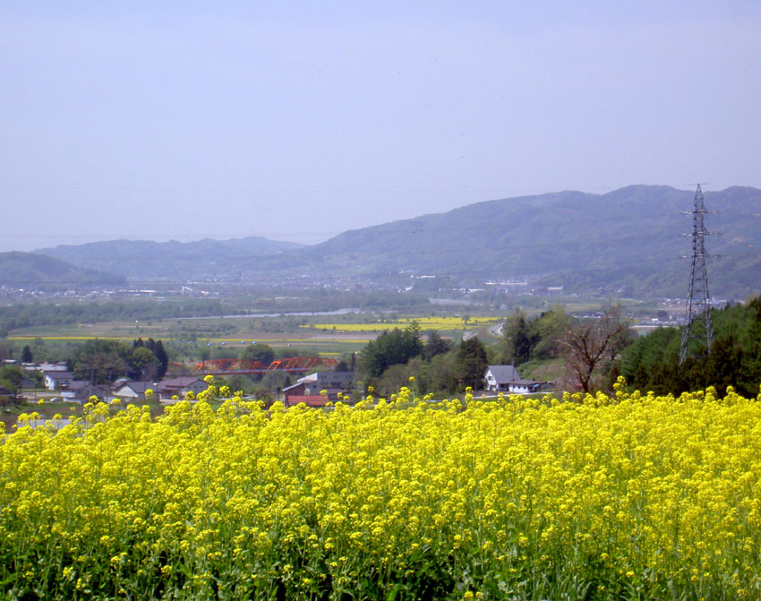 菜の花満開です_e0221442_1162386.jpg