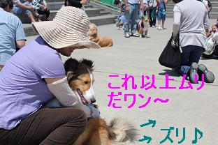しつけ教室で大発見♪_e0195743_1511175.jpg