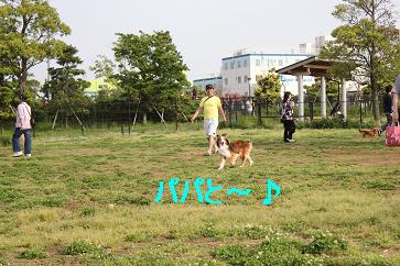 つばさドッグラン初体験♪_e0195743_2192266.jpg