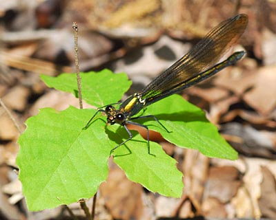 兵庫県　西谷の森公園　昆虫散策1トンボ・チョウなど_e0035757_22265889.jpg