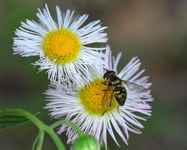 兵庫県　西谷の森公園　昆虫散策1トンボ・チョウなど_e0035757_22301264.jpg