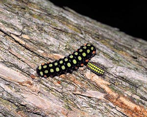 兵庫県　西谷の森公園　昆虫散策1トンボ・チョウなど_e0035757_22331974.jpg