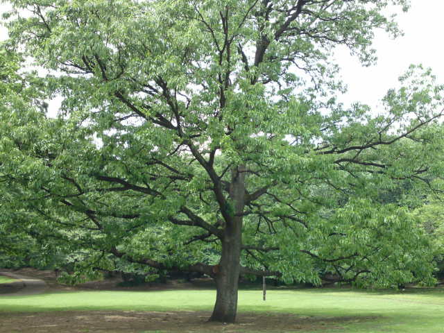 e0130657_15103480.jpg