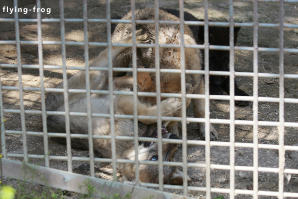 東山で今年も生まれましたよ♪　仔オオカミ♪_d0114858_226335.jpg