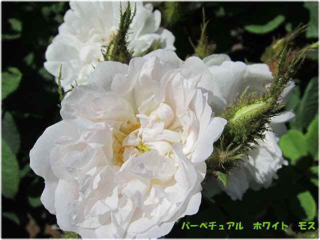 【バラ園の春のバラ】_c0042960_16411571.jpg