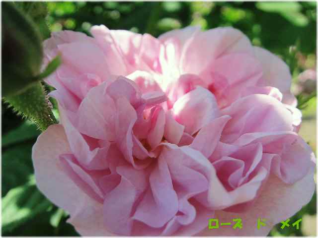 【バラ園の春のバラ】_c0042960_16412173.jpg