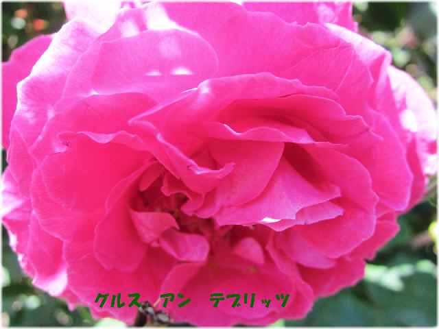 【バラ園の春のバラ】_c0042960_16412812.jpg