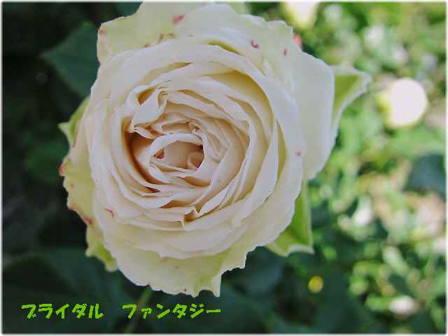 【バラ園の春のバラ】_c0042960_16413588.jpg