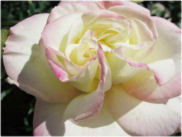 【バラ園の春のバラ】_c0042960_16414228.jpg