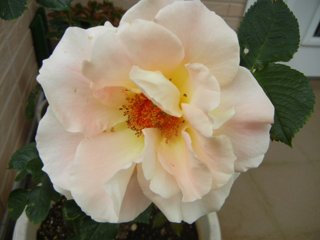 2011年5月16日(月)庭仕事は止められない!_f0060461_20545626.jpg