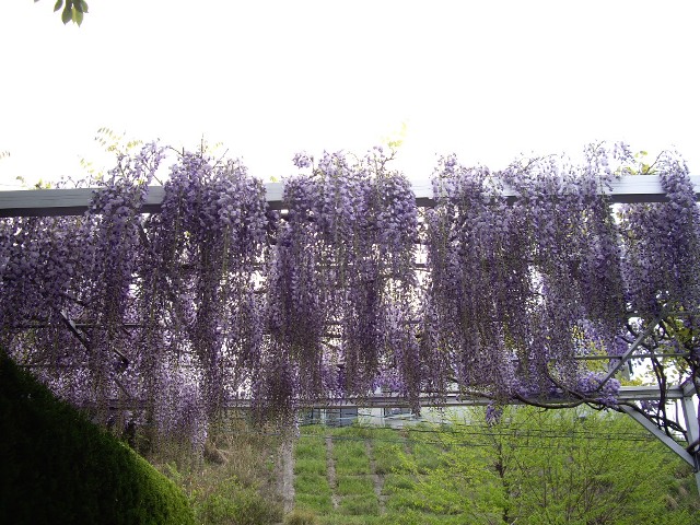 e0096862_2347433.jpg