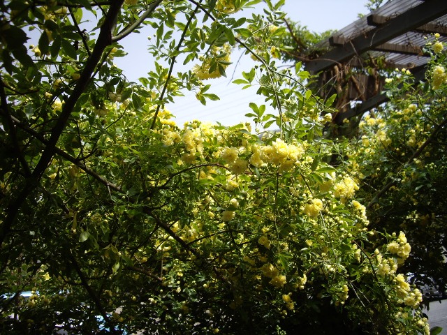 e0096862_23474938.jpg