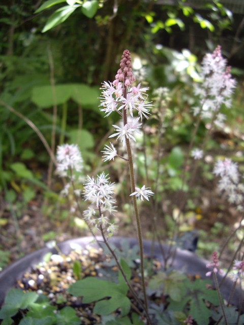 e0096862_23491645.jpg