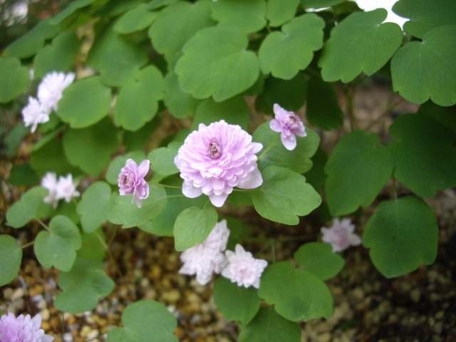 e0096862_23564070.jpg