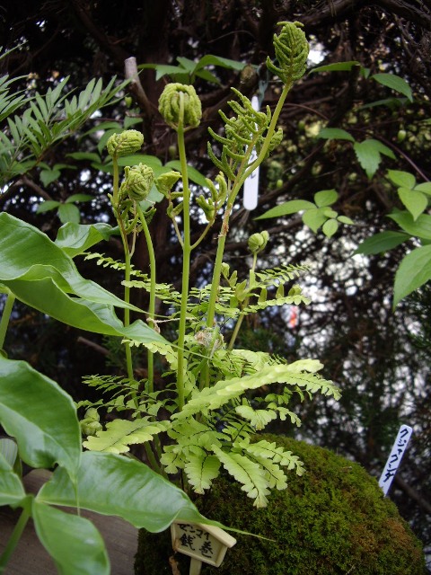 e0096862_23595810.jpg