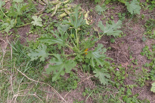 e0065967_21733.jpg