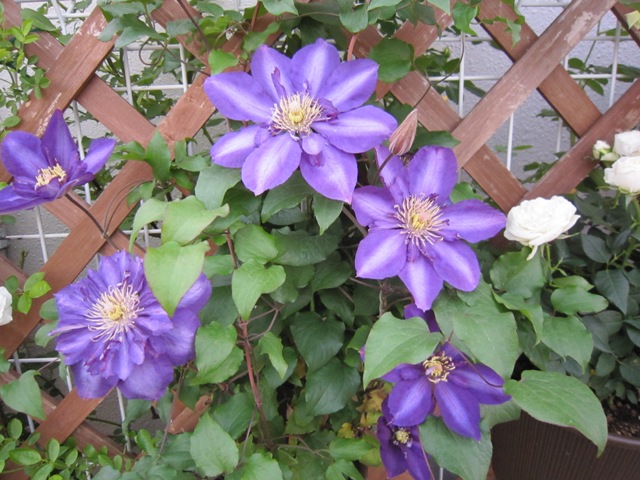 c0202870_7113640.jpg
