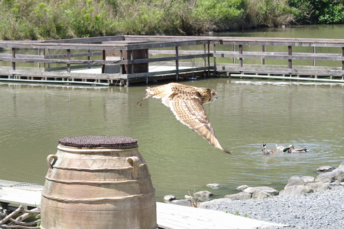 掛川花鳥園_d0181081_21412845.jpg